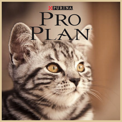 Повседневные сухие корма Проплан для кошек и котят