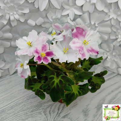 АВ-Птица Певчая (Фиалковод) 2022 г. (лист посажен 29.01.26)