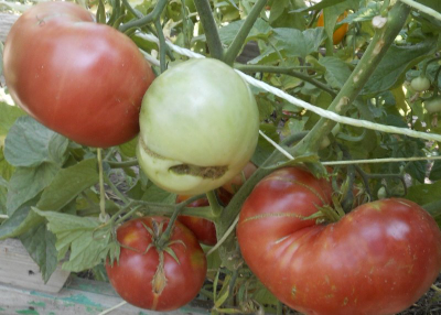 Томат Мир Марианны (Marianna's Peace)