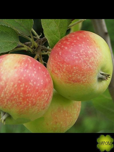 ЯБЛОНЯ "ЕЛЕНА" (саженец 2 года на семенном подвое)