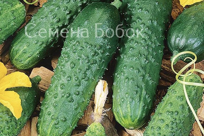 Огурец Герман F1, 5 шт