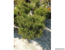 Сосна горная мугус фото красовский-сад.рф