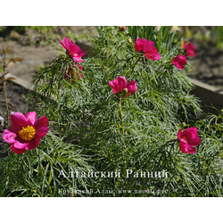 Пион Алтайский Ранний