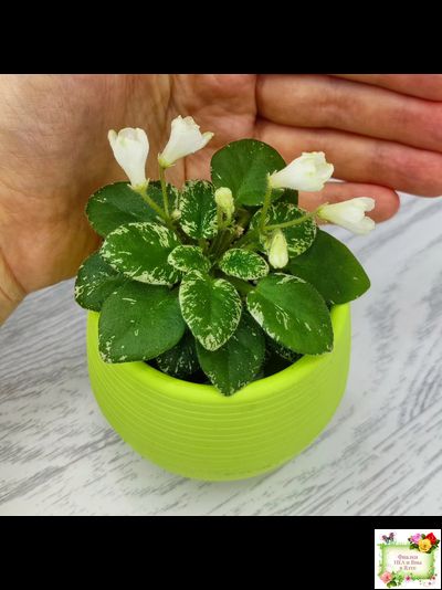 Н-Каламбур (Н. Бердикова) 2016 трейлер