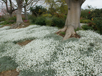 Ясколка войлочная Биберштейна, ЗКС