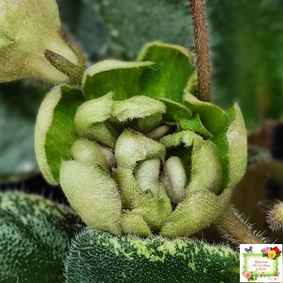 Н-Фавн (Н. Бердникова) 2017 г. (лист посажен 29.01.26)