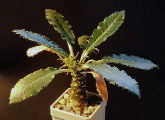 Dorstenia crispa - 5 семян