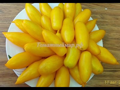 Томат Банановые ноги (Banana legs)