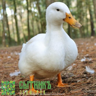 Утка домашняя купить с доставкой
