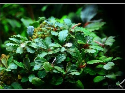 Bucephalandra green wavy