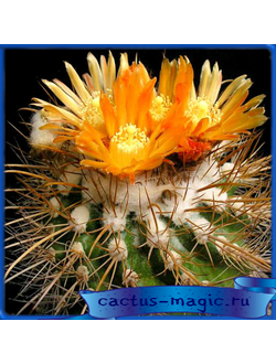 Parodia maassii