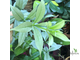 Алламанда карликовая (Allamanda sp.‘Silver leaf’ (yellow flower)