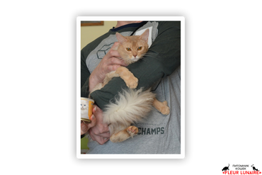 CHAMPION  HONEY GOLDEN IRIS 
Порода сомалийская, окрас фавн на серебре