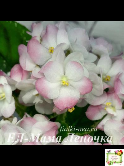 ЕЛ-Мама Леночка (Л. Еременко) (сортовой стартер)