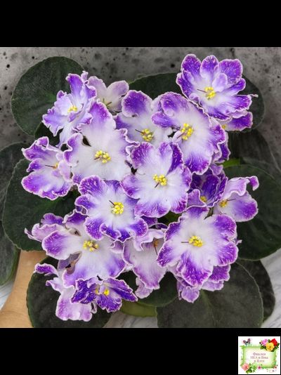 DS-Изюм (Dimetris) 2014 г. (лист с детками укоренённый)