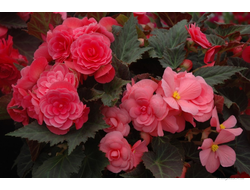 Бегония, бальзамин, бакопа