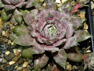 Sempervivum 'VIRGIL’ - розетка