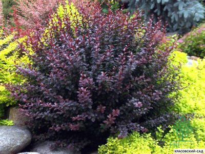 Барбарис Дартс Ред Леди - Dart's Red Lady