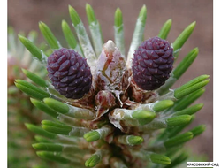 Сосна черная Орегон Грин - Oregon Green