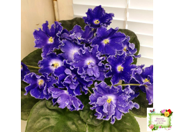 DS-Сияющий Колокольчик (Dimetris) 2014 г. (лист посажен 27.10.25)