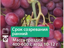 Гранатовый браслет