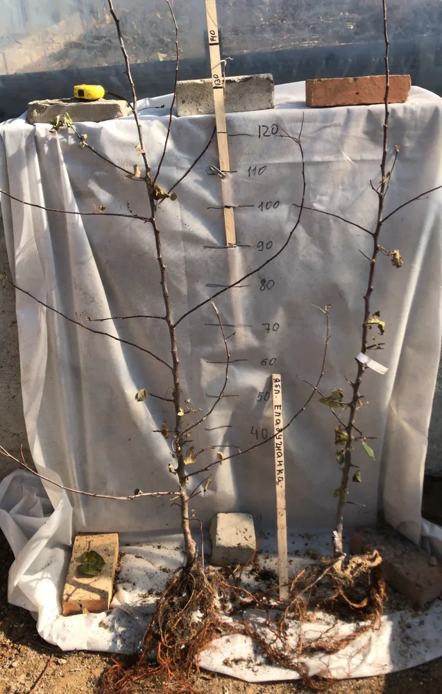 Двулетний саженец яблони.