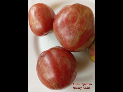 Томат Гном Грааль (Dwarf Grail)