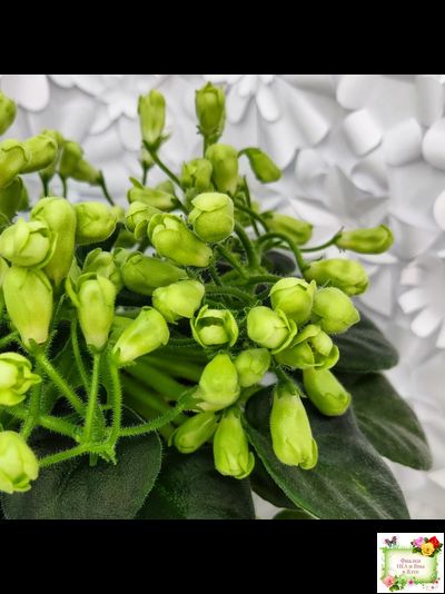 Emerald Bell (О.Барышева) 2016