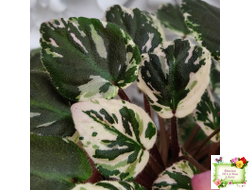 Mac's 1306-2 (G.McDonald) трейлер