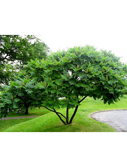 Сумах оленерогий Dissecta