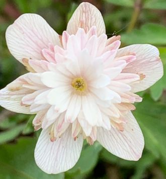 Anemone nemorosa Pink Delight
