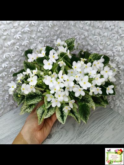 Alan’s Fallen Angel (A.Murphy) трейлер