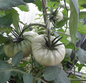 Семена томата Овиз Романиан джант