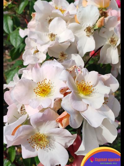 Салли Холмс (Sally Holmes)