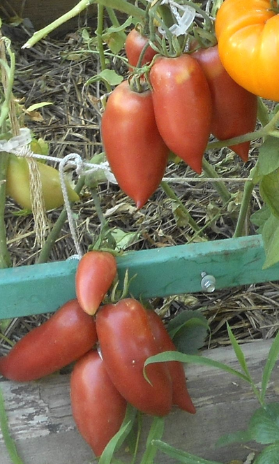 Томат Корейский длинноплодный