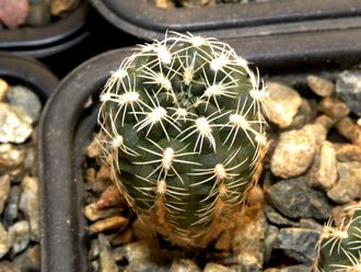 Gymnocalycium bruchii ssp.lafaldense STO 110 (D=15мм)