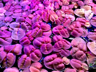 Филлантус плавающий (phyllanthus fluitans)