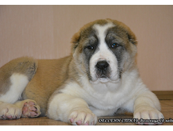 Сука №3. ВОЛЬНИЦА. Продана.