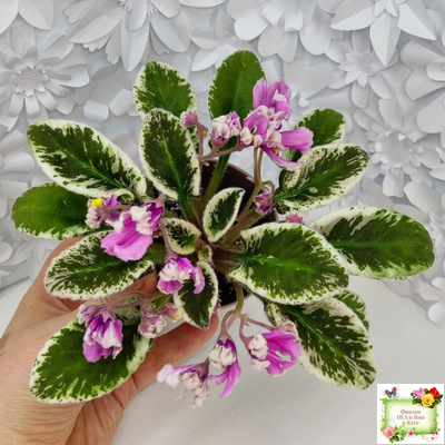 Hodss-Cassandra (Яна Ходченко) 2020 г. (пестролистный лонг с бастл-листвою)