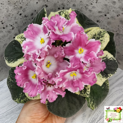 НД-Морковка (Н. Данилова-Суворова) 2021 г. (лист посажен 26.02.26)