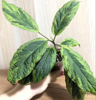 Clerodendron Qadriloculare Variegated / Клеродендрум фейерверк вариегатный