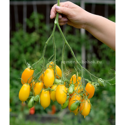 Томат Нежность, 10 шт