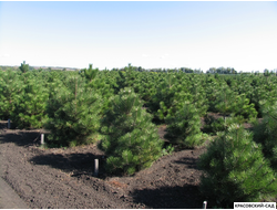 Сосна обыкновенная - Pinus sylvestris