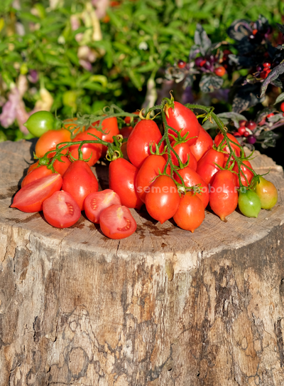 Томат Матрешка, 10 шт