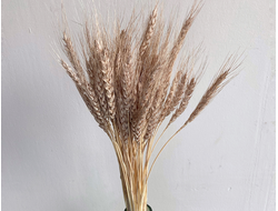 Пшеница и рожь