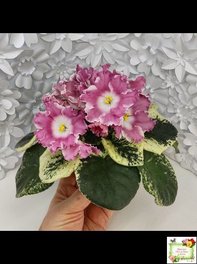 НД-Морковка (Н. Данилова-Суворова) 2021 г. (лист посажен 26.02.26)