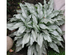 Медуница Маджести ( Majeste)