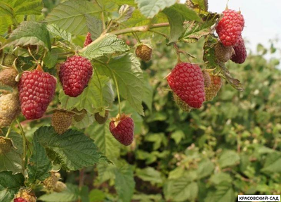 Малина Самохвал ремонтантная