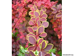 Барбарис Тунберга Голден ринг - фото крупным планом - красовский-сад.рф