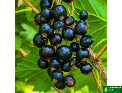 Смородина черная "Сластена"